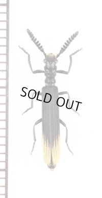 カッコウムシの一種 　Cleridae species 　ベトナム南部