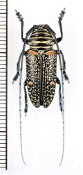 カミキリムシの一種　Zographus regalis cuprea　♀　コンゴ