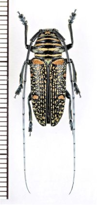 カミキリムシの一種　Zographus regalis cuprea　♀　コンゴ
