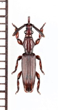 好蟻性オニミツギリゾウムシの一種　Pericordus freyi　♀　ナミビア