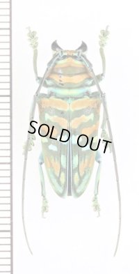カミキリムシの一種　Sternotomis sp.　♀　コンゴ