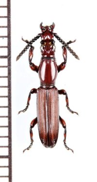 好蟻性オニミツギリゾウムシの一種　Eremoxenini species　♂　ナミビア