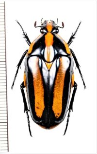 ムネスジフトツヤハナムグリ　Clerota  rigifica　♂　ベトナム中部
