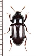 ゴミムシダマシの一種　Uloma sp.　ベトナム北西部