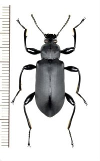 ゴミムシダマシの一種　Tenebrionidae species　ベトナム北東部