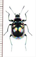 キマワリの一種　Amarygminae species　♀　ベトナム北東部