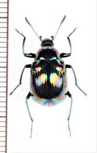 キマワリの一種　Amarygminae species　♀　ベトナム北東部