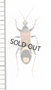 アリバチ擬態のサシガメの一種　Reduviidae species　ベトナム中部
