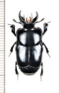 エンマムシの一種　Histeridae species　ペルー