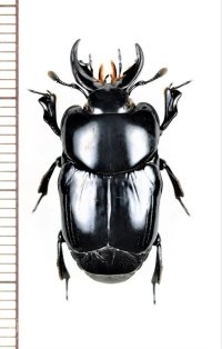 エンマムシの一種　Histeridae species　ペルー