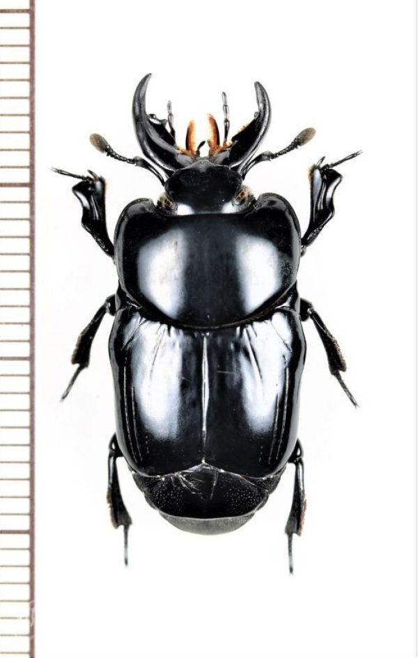 画像1: エンマムシの一種　Histeridae species　ペルー
