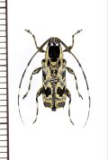 カミキリムシの一種　Colobothea sp.　ペルー