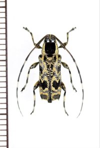 カミキリムシの一種　Colobothea sp.　ペルー
