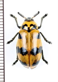 テントウムシ擬態のナガツツハムシの一種　Clytrasoma sp.　 ベトナム南部