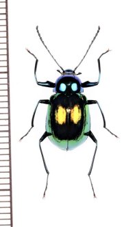 キマワリの一種　Amarygminae species　♂　ベトナム北東部