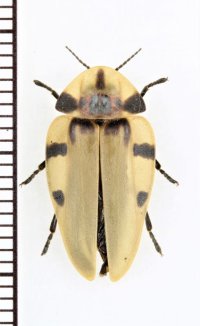ホタルの一種　Lampyridae species　 ブラジル