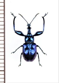 アシナガオトシブミの一種　Isolabus indigaceus　♂　 ベトナム北東部