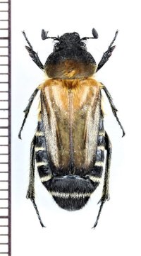 ツチバチ擬態のコフキコガネの一種　Rhadinolontha mimetica　♀　 ベトナム中部