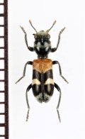 アリバチ擬態のカッコウムシの一種　Cleridae species　 ブラジル