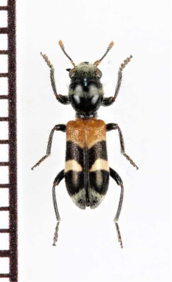 画像1: アリバチ擬態のカッコウムシの一種　Cleridae species　 ブラジル