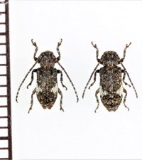 イシガキシロオビサビカミキリ　ペア　石垣島