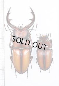トカラノコギリクワガタ　大型ペア♂65mm♀35.6mm　中之島