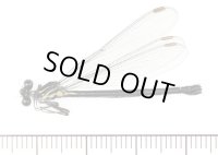 チビカワトンボ　♀　石垣島