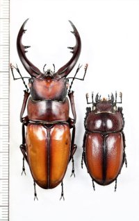 トカラノコギリクワガタ　ペア♂63.4mm♀34.3mm　口之島