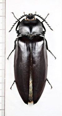 オオヒゲコメツキの一種　Oxynopterus sp.　♀68.2mm   ベトナム北中部