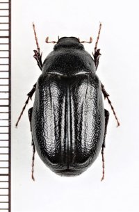 ミヤコクロコガネ　♂　伊良部島