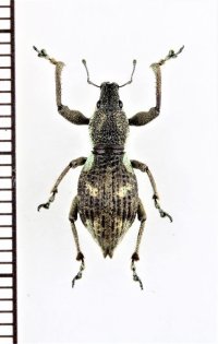 ゾウムシの一種  Curculionidae species   ベトナム中部