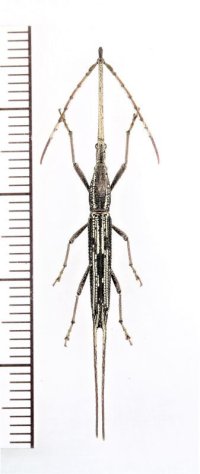 ミツギリゾウムシの一種　Ceocephalus sp.　♂　ベトナム中部