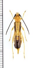 カミキリムシの一種　Thranius sp.　♀　ベトナム北東部
