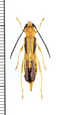 カミキリムシの一種　Thranius sp.　♀　ベトナム北東部