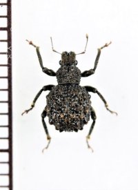 ゾウムシの一種  Curculionidae species   ベトナム中部