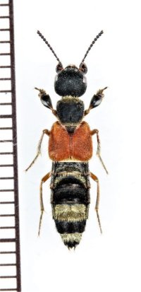アリバチ擬態のハネカクシの一種　Staphylinidae species　ベトナム北東部