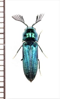 コメツキダマシの一種　Calyptocerus iridis　フィリピン（ルソン島）