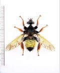 マルハナバチ擬態のムシヒキアブの一種　Asilidae species　ベトナム北東部