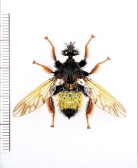 マルハナバチ擬態のムシヒキアブの一種　Asilidae species　ベトナム北東部
