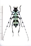 カミキリムシの一種　Rosalia lameerei　♂　ベトナム北東部