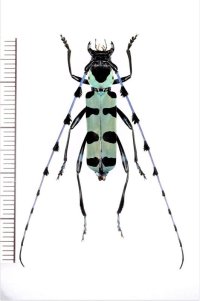 カミキリムシの一種　Rosalia lameerei　♂　ベトナム北東部