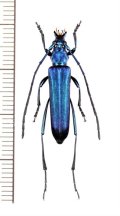 カミキリムシの一種　Polyzonus sp.　♀　 ベトナム南部