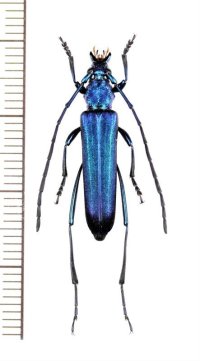 カミキリムシの一種　Polyzonus sp.　♀　 ベトナム南部