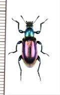 ゴミムシダマシの一種　Tenebrionidae species　ベトナム北中部