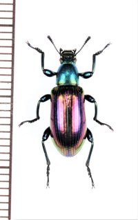 ゴミムシダマシの一種　Tenebrionidae species　ベトナム北中部