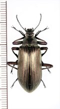 ゴミムシダマシの一種　Falsocamaria sp.　♂　ベトナム中部