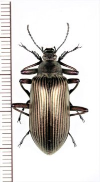 ゴミムシダマシの一種　Falsocamaria sp.　♂　ベトナム中部