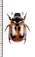 テントウコガネの一種　Rutelarcha sp.　♀　タイ