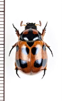 テントウコガネの一種　Rutelarcha sp.　♀　タイ