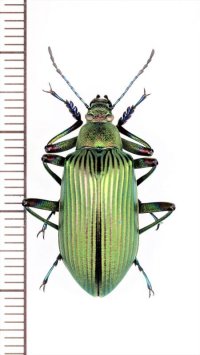 ゴミムシダマシの一種　Falsocamaria sp.　♂　ベトナム中部